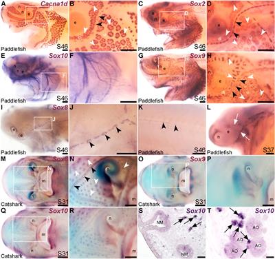 Identification of multiple transcription factor genes potentially involved in the development of electrosensory versus mechanosensory lateral line organs